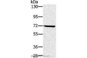 Western blot analysis of Hela cell , using NUP85 Polyclonal Antibody at dilution of 1:300 (NUP85 antibody)