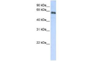 Western Blotting (WB) image for anti-Zinc Finger Protein 131 (ZNF131) antibody (ABIN2459126) (ZNF131 antibody)