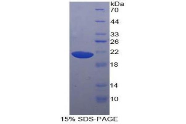HRNR Protein