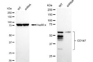 Western blotting analysis using CD147 antibody (ABIN7797740). (Recombinant CD147 antibody)