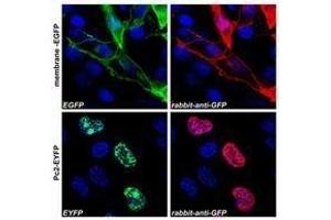 (A) Confocal microscopy images of COS-7 cells transfected with expression constructs encoding membrane-tethered EGFP (membrane-EGFP (GFP antibody)