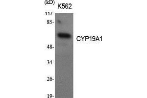 Western Blot (WB) analysis of specific cells using CYP19A1 Polyclonal Antibody. (Aromatase antibody  (Internal Region))