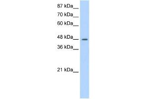 WB Suggested Anti-SURF6 Antibody Titration:  1. (SURF6 antibody  (N-Term))