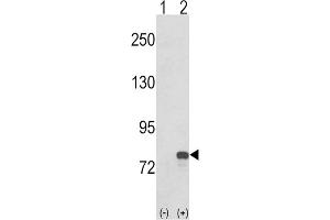 Western Blotting (WB) image for anti-Guanine Monophosphate Synthetase (GMPS) antibody (ABIN3001740)