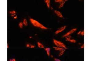 Immunofluorescence analysis of U-2 OS cells using LRRC7 Polyclonal Antibody at dilution of 1:100. (LRRC7 antibody)