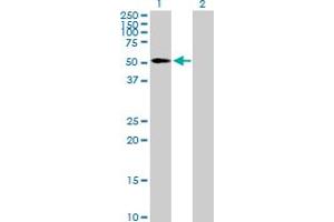 Western Blot analysis of EDIL3 expression in transfected 293T cell line by EDIL3 MaxPab polyclonal antibody.