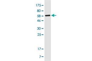 Western Blot detection against Immunogen (55. (ENKUR antibody  (AA 1-256))