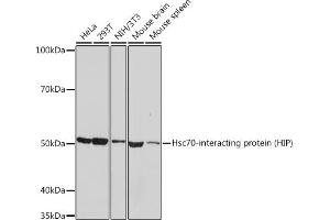 Western blot analysis of extracts of various cell lines, using Hsc70-interacting protein (HIP) Rabbit mAb (ABIN7270639) at 1:1000 dilution. (HSC70 Interacting Protein HIP antibody)