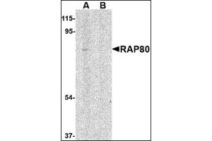 Western blot analysis of RAP80 in 293 cell lysate in (A) the absence and (B) presence of blocking peptide with this product at 1 μg/ml.