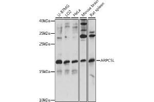 ARPC5L Antikörper  (AA 1-100)