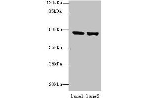 Western blot All lanes: TENT5B antibody at 6 μg/mL Lane 1: 293T whole cell lysate Lane 2: Hela whole cell lysate Secondary Goat polyclonal to rabbit IgG at 1/10000 dilution Predicted band size: 47 kDa Observed band size: 47 kDa (TENT5B (AA 2-425) antibody)