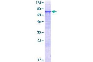 UGT3A2 Protein (AA 1-523) (GST tag)