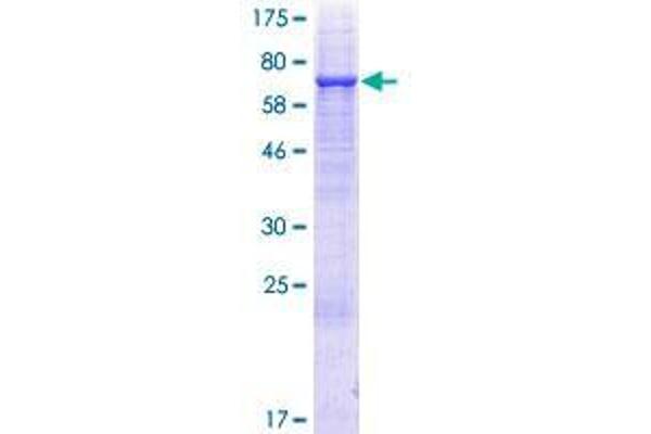 UGT3A2 Protein (AA 1-523) (GST tag)