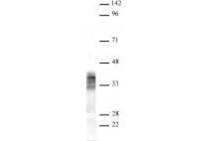 Pim2 antibody (rAb) tested by Western blot. (Recombinant PIM2 antibody)