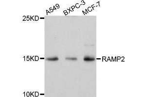 Western blot analysis of extracts of various cells, using RAMP2 antibody. (RAMP2 antibody)