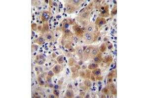 NEU2 Antibody immunohistochemistry analysis in formalin fixed and paraffin embedded human liver tissue followed by peroxidase conjugation of the secondary antibody and DAB staining. (NEU2 antibody  (N-Term))