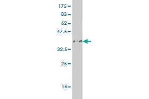 Western Blot detection against Immunogen (36. (DEAF1 antibody  (AA 466-564))