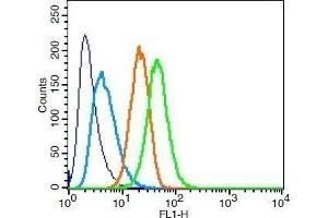 RSC96 cells probed with Rabbit Anti-STAT3 Polyclonal Antibody .