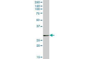 EPDR1 MaxPab polyclonal antibody. (EPDR1 antibody  (AA 1-224))