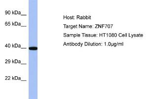 Host: Rabbit Target Name: ZNF707 Sample Type: HT1080 Whole cell lysates Antibody Dilution: 1.