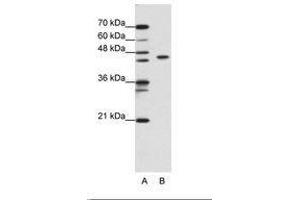 Image no. 2 for anti-Zinc Finger and BTB Domain Containing 9 (ZBTB9) (N-Term) antibody (ABIN6736184) (ZBTB9 antibody  (N-Term))