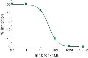 Activity Assay (AcA) image for SensoLyte® 520 Cathepsin B Assay Kit (ABIN1882436) (SensoLyte® 520 Cathepsin B Assay Kit)