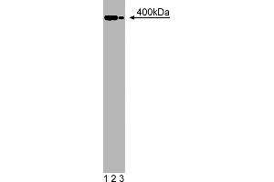 Western Blotting (WB) image for anti-Utrophin (UTRN) (AA 768-874) antibody (ABIN968237)