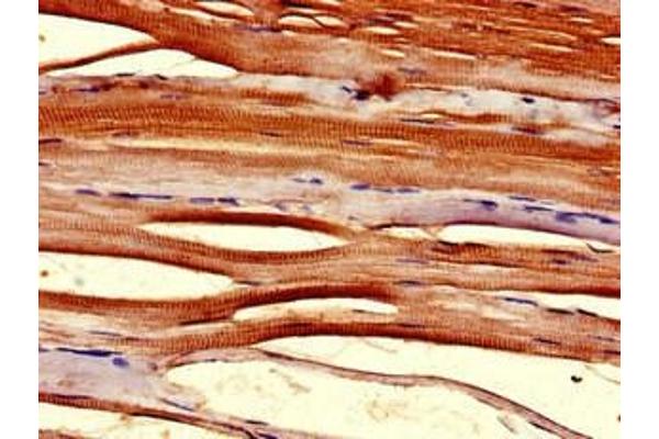 TMX2 antibody  (AA 49-102)