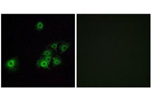 Immunofluorescence (IF) image for anti-Olfactory Receptor, Family 4, Subfamily C, Member 15 (OR4C15) (C-Term) antibody (ABIN1853238) (OR4C15 antibody  (C-Term))