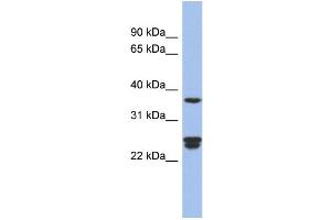 WB Suggested Anti-OAZ2 Antibody Titration: 0. (OAZ2 antibody  (Middle Region))