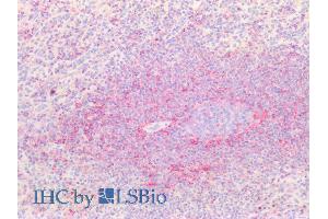 ABIN1590130 (5µg/ml) staining of paraffin embedded Human Spleen. (CD44 antibody  (Internal Region))