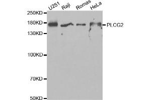 Western blot analysis of extracts of various cell lines, using PLCG2 antibody (ABIN5971208) at 1/1000 dilution.