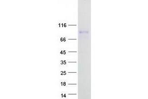 Validation with Western Blot (CRTC1 Protein (Transcript Variant 3) (Myc-DYKDDDDK Tag))