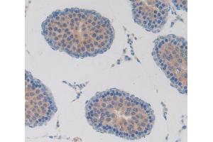 Used in DAB staining on fromalin fixed paraffin- embedded testis tissue (T-Bet antibody  (AA 241-493))