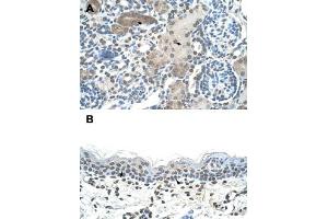 Immunohistochemical staining (Formalin-fixed paraffin-embedded sections) of human kidney (A) and human skin (B) with DLX2 polyclonal antibody  at 4-8 ug/mL working concentration. (DLX2 antibody  (C-Term))