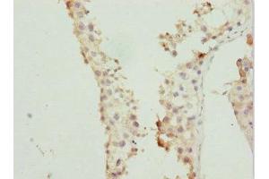 Immunohistochemistry of paraffin-embedded human testis tissue using ABIN7167363 at dilution of 1:100 (Rab5c antibody  (AA 1-216))