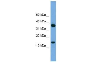 Proline Rich 15 antibody  (Middle Region)