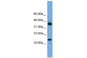Proline Rich 15 anticorps  (Middle Region)