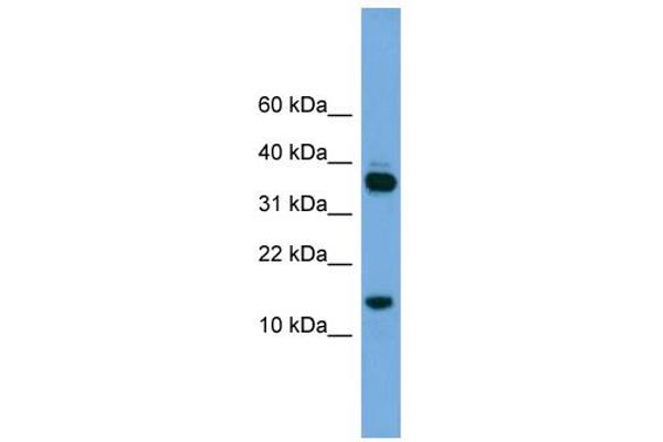 Proline Rich 15 anticorps  (Middle Region)