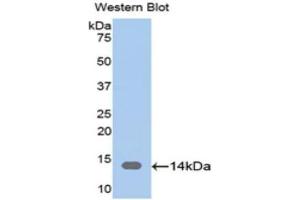 Western Blotting (WB) image for anti-CAP, Adenylate Cyclase-Associated Protein 1 (CAP1) (AA 38-149) antibody (ABIN1174519)