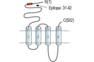 Cholinergic Receptor, Nicotinic, alpha 7 (Neuronal) (CHRNA7) peptide
