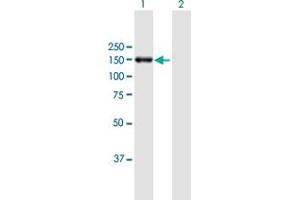 Western Blot analysis of POLRMT expression in transfected 293T cell line by POLRMT MaxPab polyclonal antibody. (POLRMT antibody  (AA 1-1230))