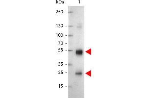 Lane 1: Rat IgG. (Goat anti-Rat IgG (Heavy & Light Chain) Antibody (Alkaline Phosphatase (AP)))