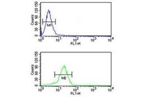 YAP antibody flow cytometric analysis of NCI-H460 cells (bottom histogram) compared to a negative control (top histogram). (YAP1 antibody  (AA 420-446))