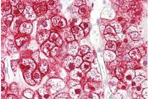 SLC16A12 antibody  (AA 115-164)
