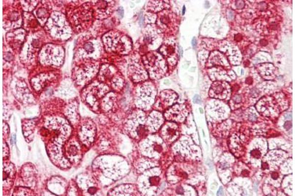 SLC16A12 antibody  (AA 115-164)