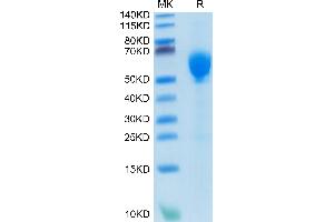 Human GITR Ligand Trimer on Tris-Bis PAGE under reduced condition. (TNFSF18 Protein (Trimer) (His-DYKDDDDK Tag))