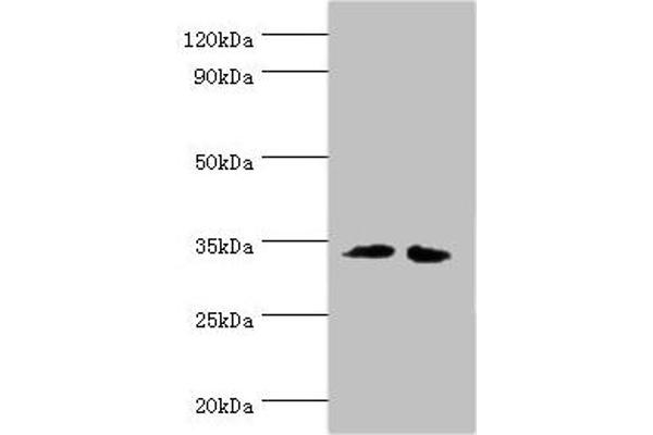 RPH3AL antibody  (AA 161-315)