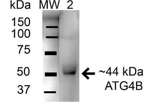 Western blot analysis of Mouse Brain cell lysates showing detection of 44. (ATG4B antibody  (AA 62-73) (FITC))