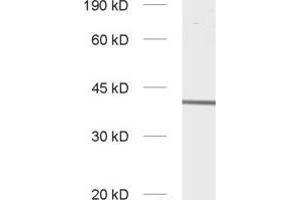 Slc30a3 anticorps  (AA 2-75)